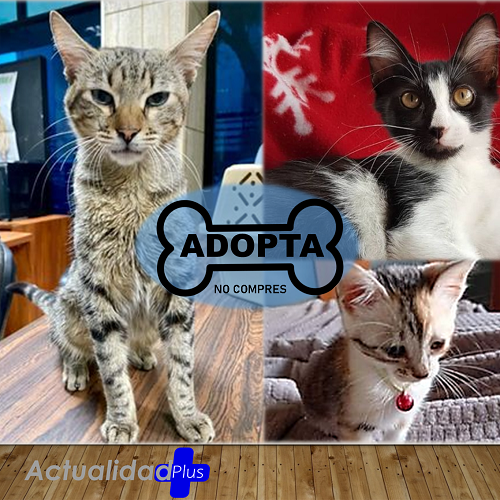Gatos en adopción de @catxigatosfelices