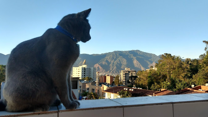 Timur: El gato ruso azul contemplando la montaña.