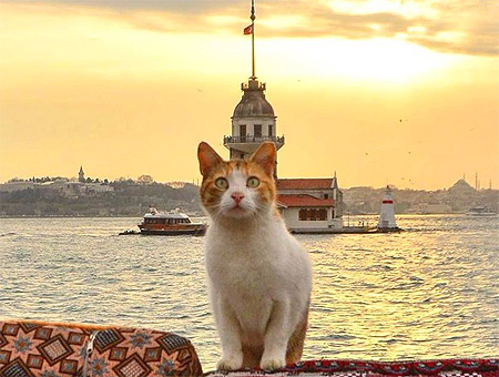 Estambul: una ciudad “cat friendly”