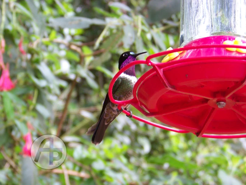 Colibrí Angel del Sol en la Casa de los Colibríes Ángel del Sol