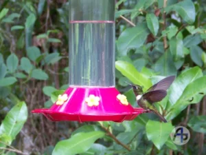 Visita a la casa del ángel del sol - casa de los colibríes