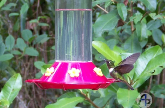 Visita a la casa del ángel del sol - casa de los colibríes