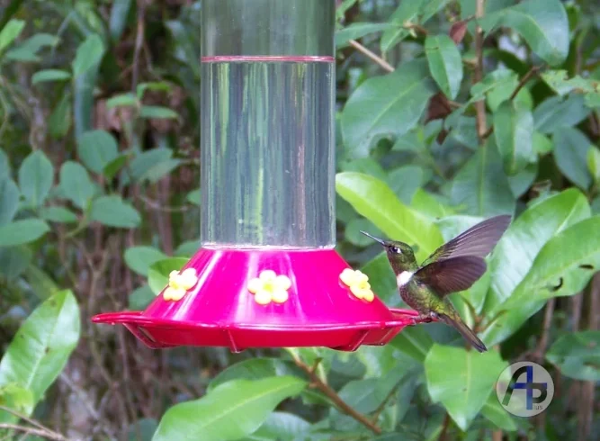 Visita a la casa del ángel del sol - casa de los colibríes