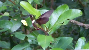 El Pequeño Colibrí