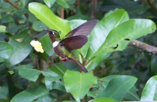 El Pequeño Colibrí